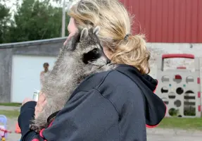 Raccoon on Mels shoulder from side cute.webp