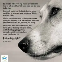 Just a dog.webp