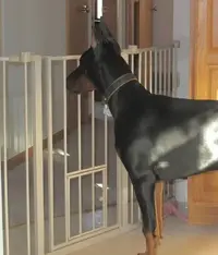 Ears Nov 17 11 sized.webp