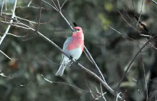 Pine grossbeak in tree better Feb 13 17.webp