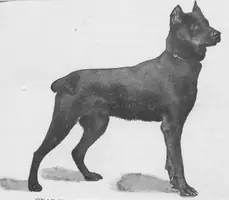 OG Doberman.webp