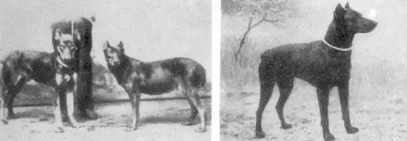 OG Doberman2.webp