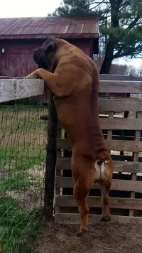 BoerMusclyOnFence.webp