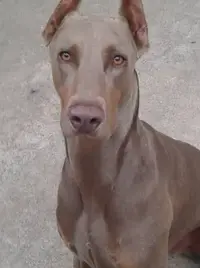 00a0a_1HZflXFTVMG_600x450.webp