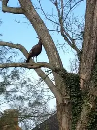 TurkeyInTree.webp