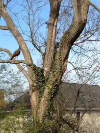 TurkeyInTreeWsquirrel.webp
