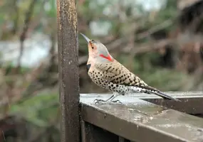 Flicker on deck rail from side Apr 20 17.webp