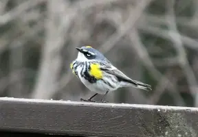 Yellow rumped warbler close Apr 24 17.webp