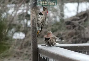 Flickers on icy deck rail better Apr 26 17.webp