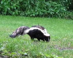 Skunk under deck June 27 11.webp Skunk under deck June 27 11.webp