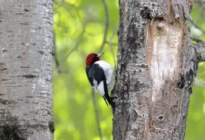 Red headed woodpecker from side decent May 28 17.webp