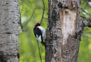 Red headed woodpecker looking up decent May 28 17.webp