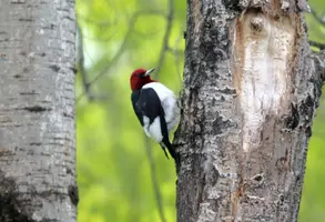 Red headed woodpecker looking to side May 28 17.webp
