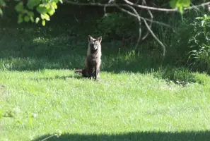 Black fox sitting in evening sun June 5 17.webp