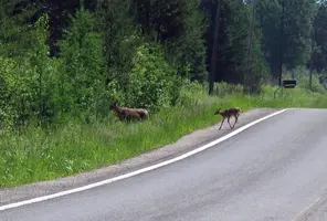 Doe and fawn crossing road close June 14 17.webp