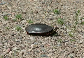 Turtle in yard from side above June 18 17.webp