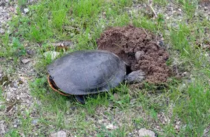 Turtle laying eggs in yard June 20 17.webp