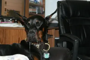 Toad drool head on Aug 12 16.webp