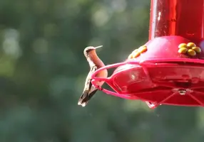 Humming bird on feeder looking cute July 6 17.webp