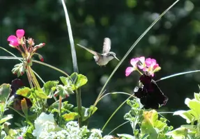 Humming bird flying by flower wings spread July 6 17.webp