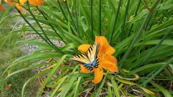20170712_085452.webp