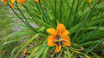 20170712_085451.webp