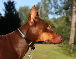 Crystal collar Aug 3 13.webp Crystal collar Aug 3 13.webp