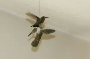 Hummer on hummer carving wings spread July 27 17.webp