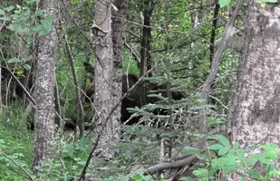 Moose peeking from behind tree.webp
