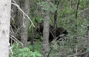 Moose better.webp