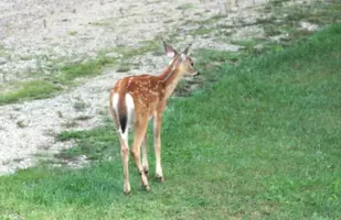 Fawn with spots in yard Aug 25 17.webp