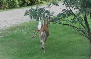 Doe and fawn running away Aug 25 17.webp