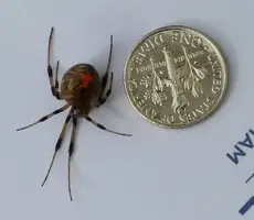 spider.webp