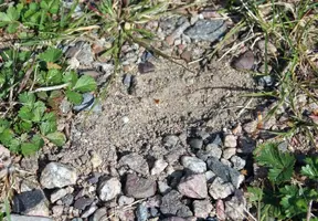 Turtle nest hatched Sept 13 17.webp
