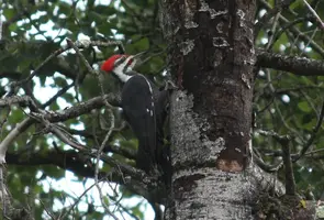 Pileated on tree from side Sept 19 17.webp