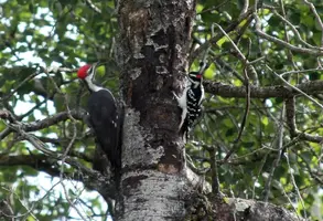 Pileated and other woodpecker on tree face to face Sept 19 17.webp