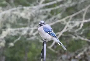 Bald bluejay on feeder pole closer Sept 6 17.webp