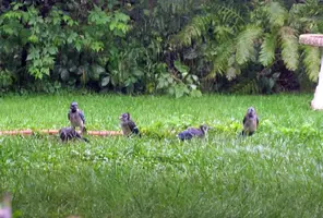 Bald bluejays under deck Aug 17 17.webp