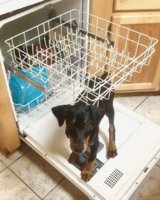 Zeus helping with the dishes - 10 weeks.JPG