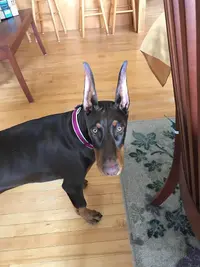 Sassy @ 19 wks.webp