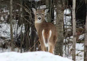 Fawn by window looking back Dec 18 17.webp