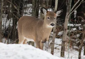 Fawn looking in window front angle Dec 18 17.webp