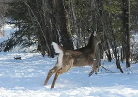 Fawn and squirrel running together Feb 9 18.webp