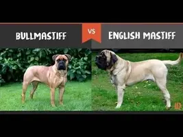 bullmastiff.webp