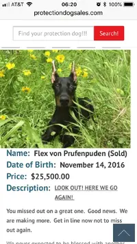 Fully trained doberman for hot sale sale