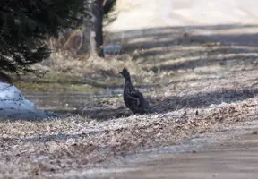 Grouse by driveway crest up Apr 23 18.webp