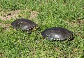 Pair of turtles by apron better June 10 18.webp