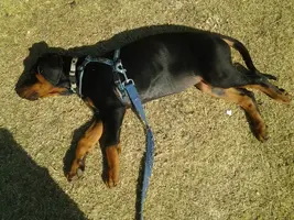grumbles 10 weeks lying in the sun.webp