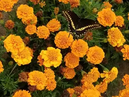 20180806_130741.webp