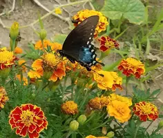 20180807_110521.webp